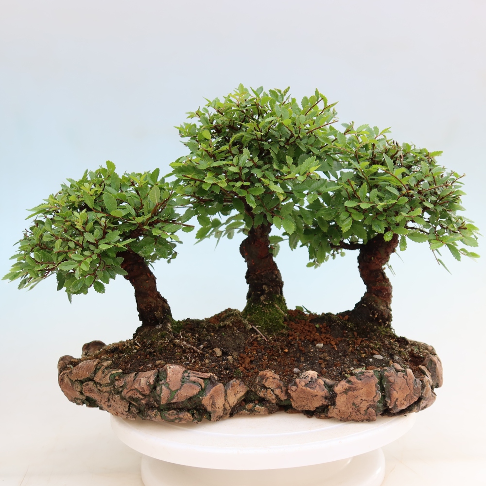 Buitenbonsai - Zelkova - Zelkova NIRE - bosje