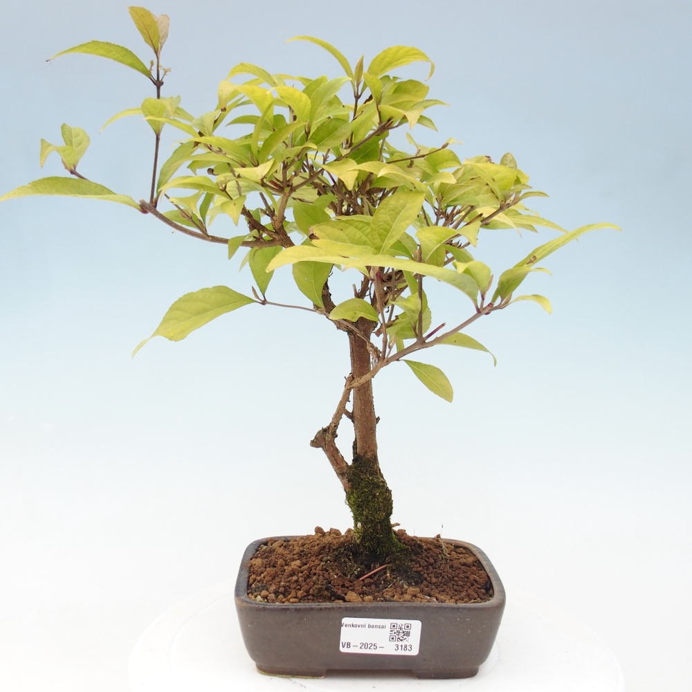 Bonsai voor buiten - Callicarpa japonica