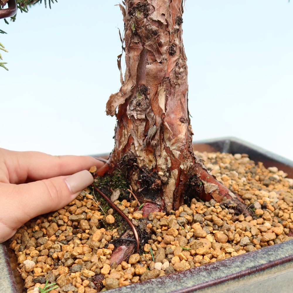 Bonsai voor buiten - Juniperus chinensis Kishu