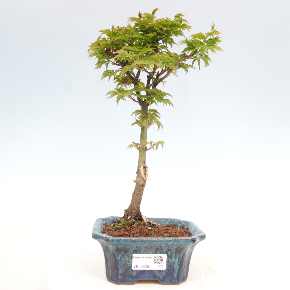 Bonsai voor buiten -Javor kleinbladige SHISHIGASHIRA