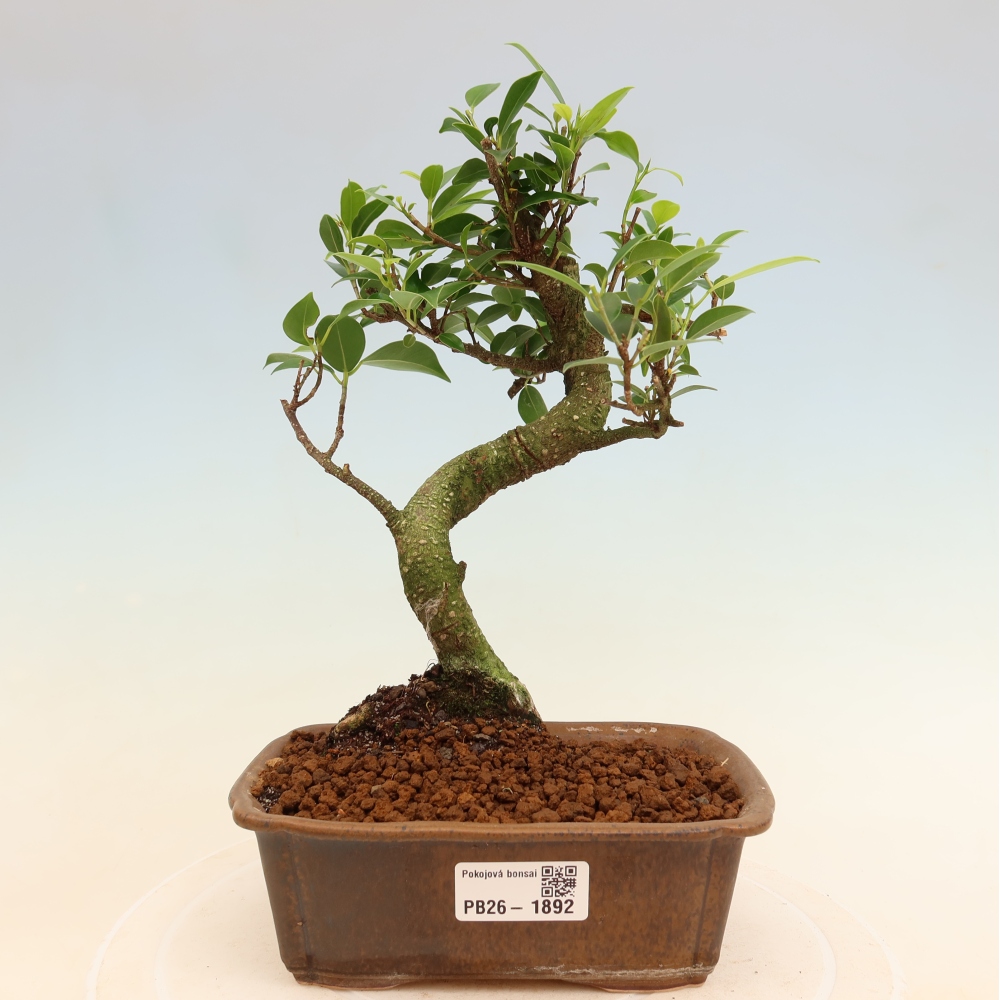 Kamerbonsai - Ficus retusa - kleinbladige ficus