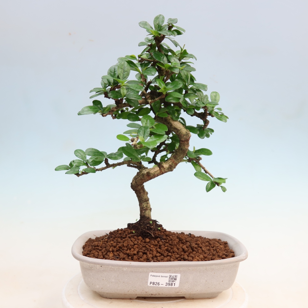 Kamerbonsai - Carmona macrophylla - Thee fuki
