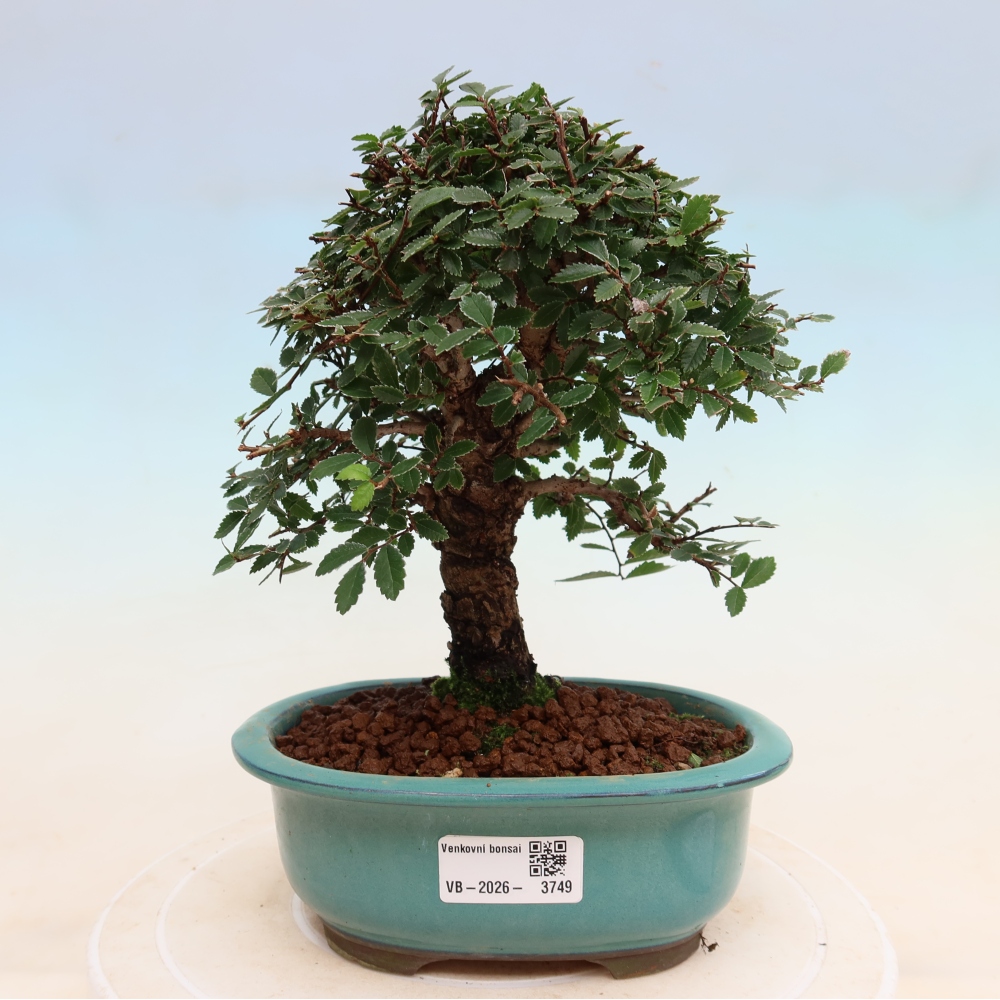 Bonsai voor buiten - Zelkova - Zelkova NIRE