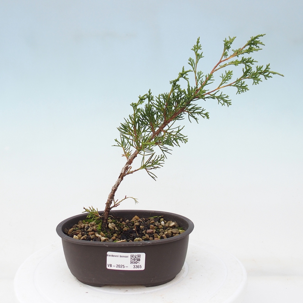 Bonsai voor buiten - Juniperus chinensis Itoigawa