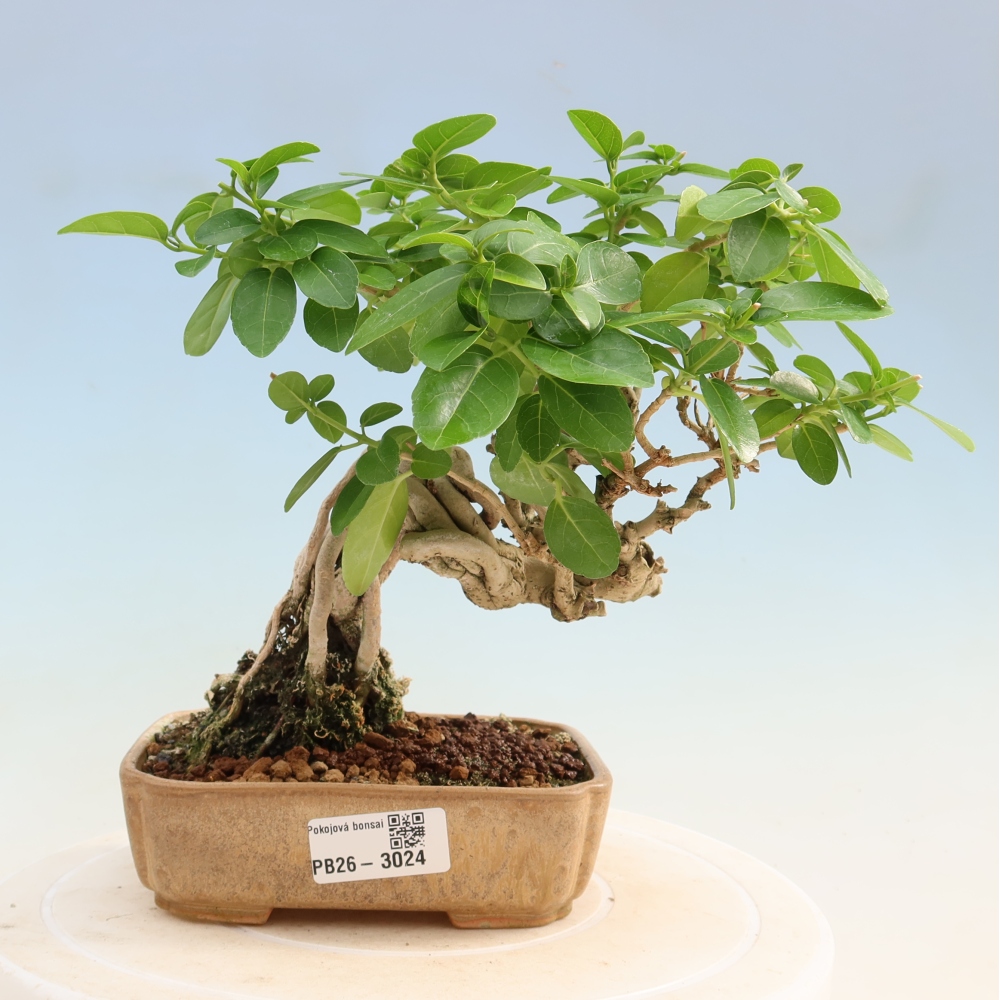 Bonsai voor binnen - Premna serratifolia - Kozlovna malolista