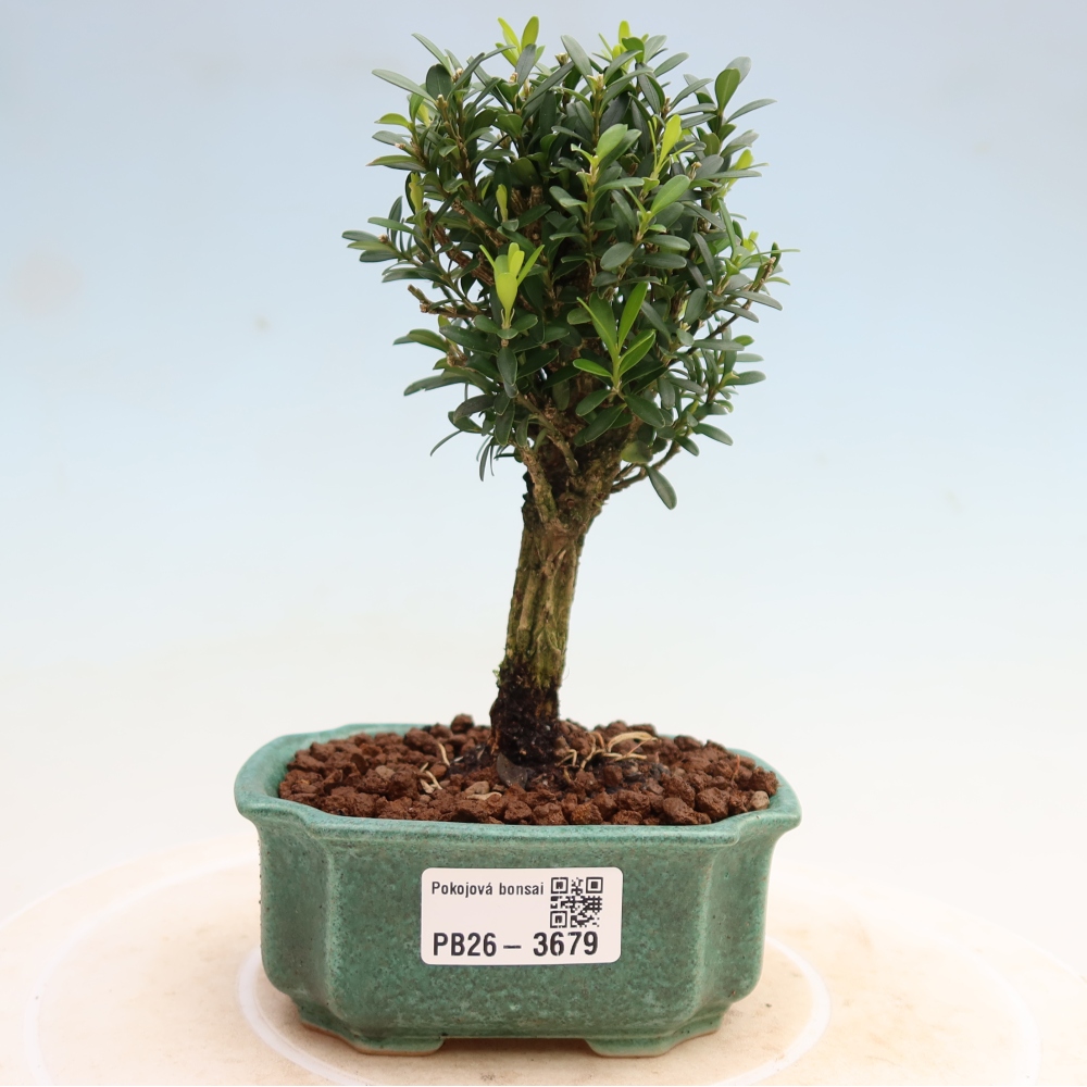 Kamerbonsai - Buxus harlandii - kurk buxus