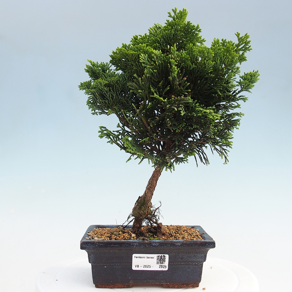 Bonsai voor buiten - Cham.pis obtusa Nana Gracilis - Cipres