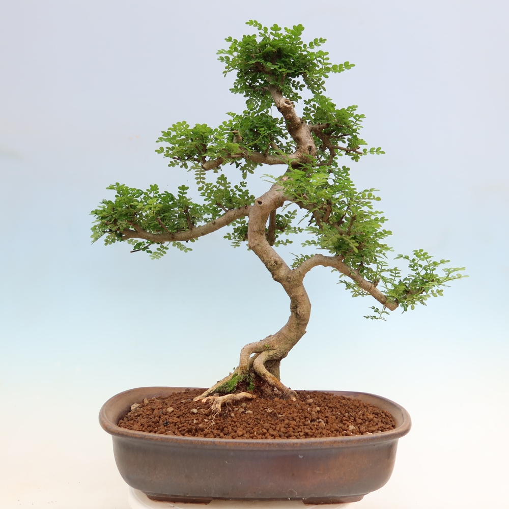 Kamerbonsai - Zantoxylum piperitum - peperboom