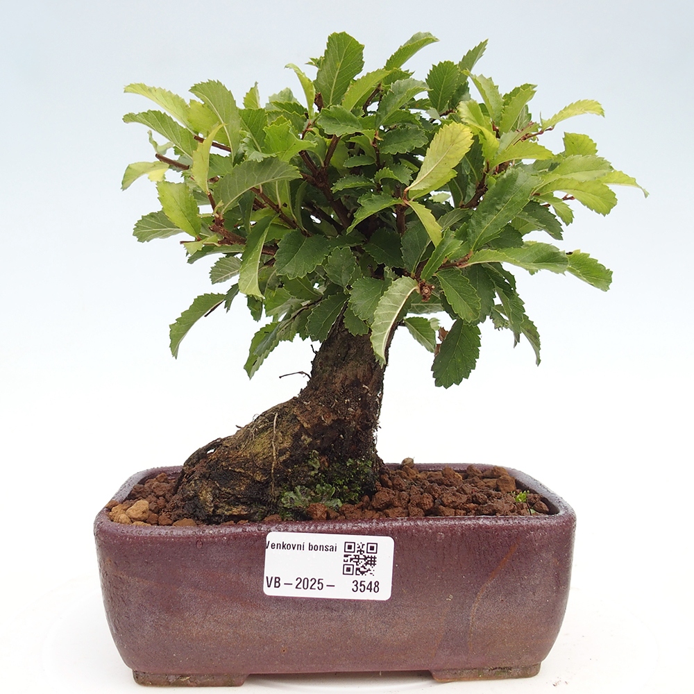 Bonsai voor buiten - Zelkova - Zelkova NIRE