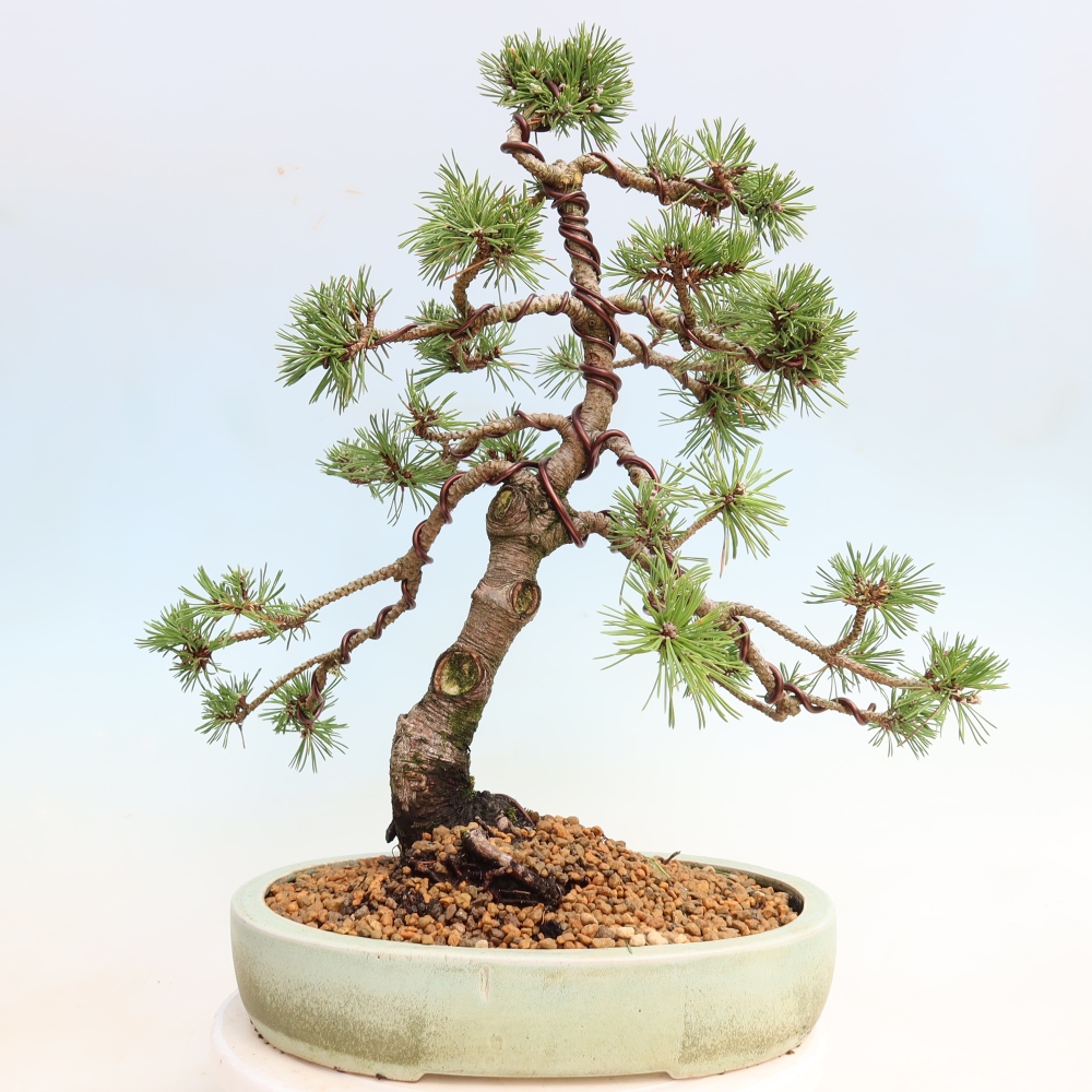 Bonsai voor buiten - Pinus mugo Humpy  - Bergden