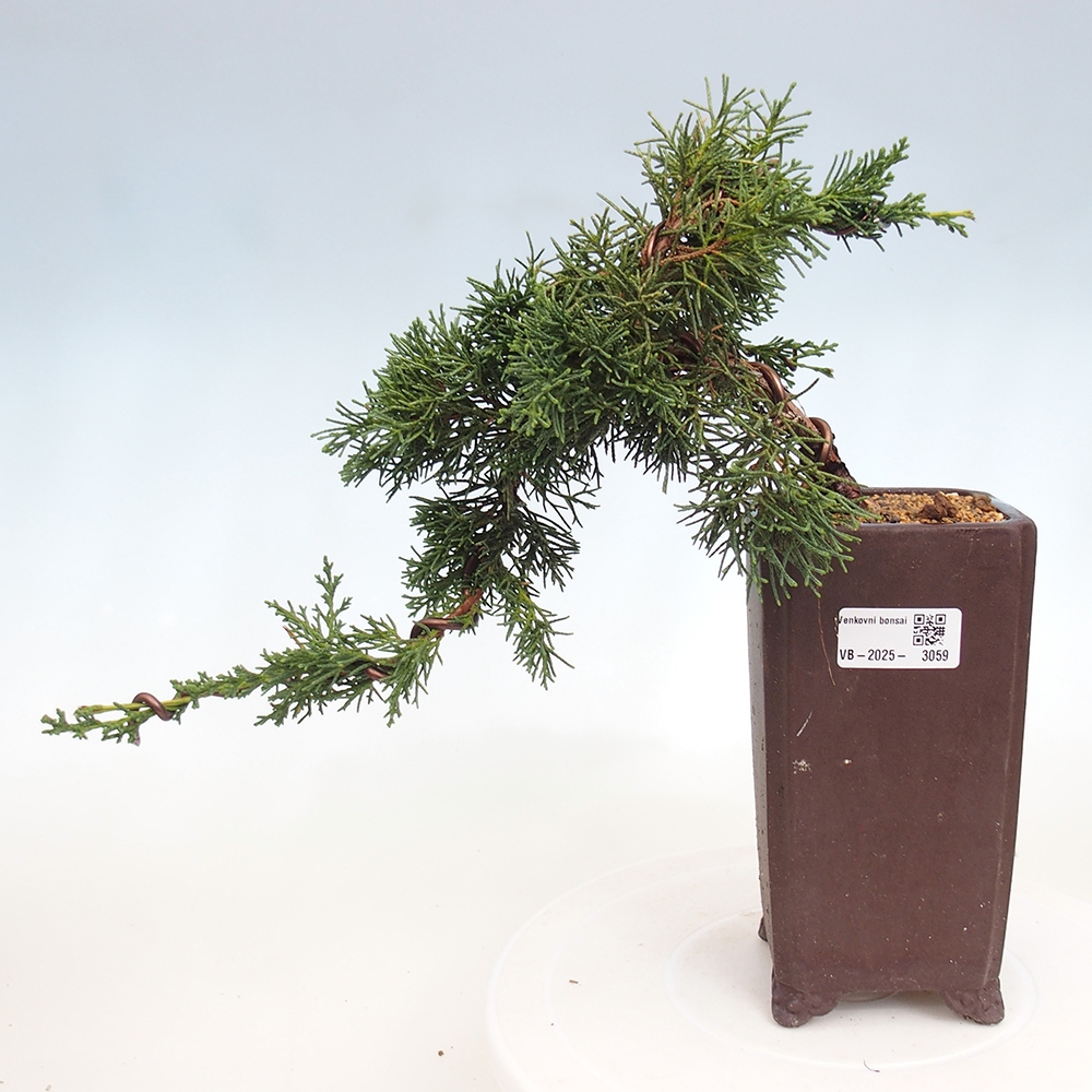 Bonsai voor buiten - Juniperus chinensis Kishu