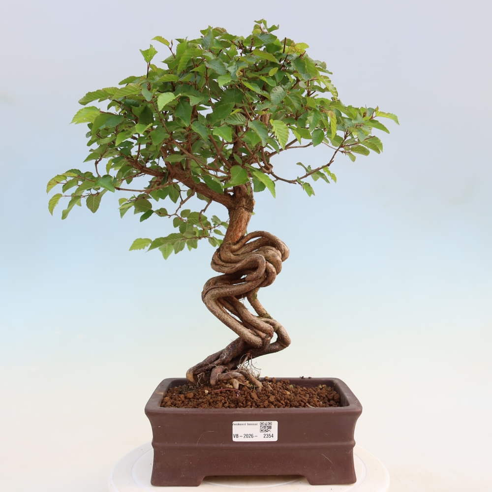 Bonsai voor buiten -Carpinus Coreana - Koreaanse haagbeuk