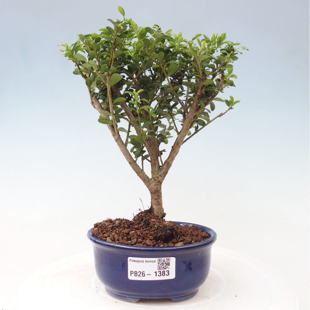 Kamerbonsai - Ilex crenata - Hulst