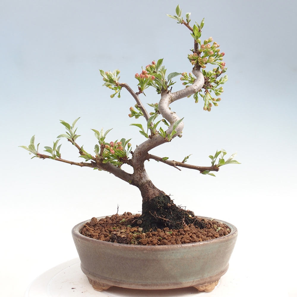 Bonsai voor buiten - Malus sargentii - Appelboom met kleine vruchten