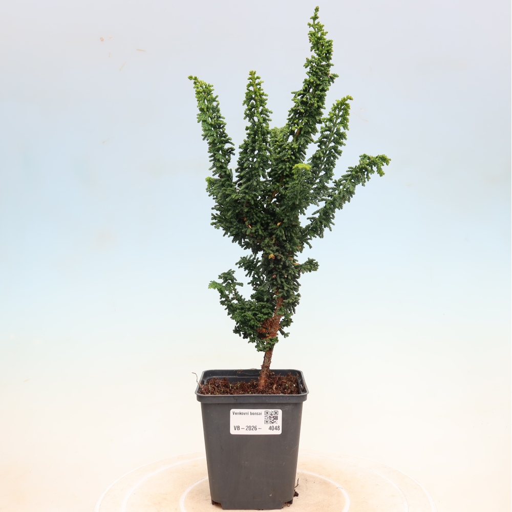 Bonsai voor buiten - Cham. obtusa SEKKA HINOKI - Cipres