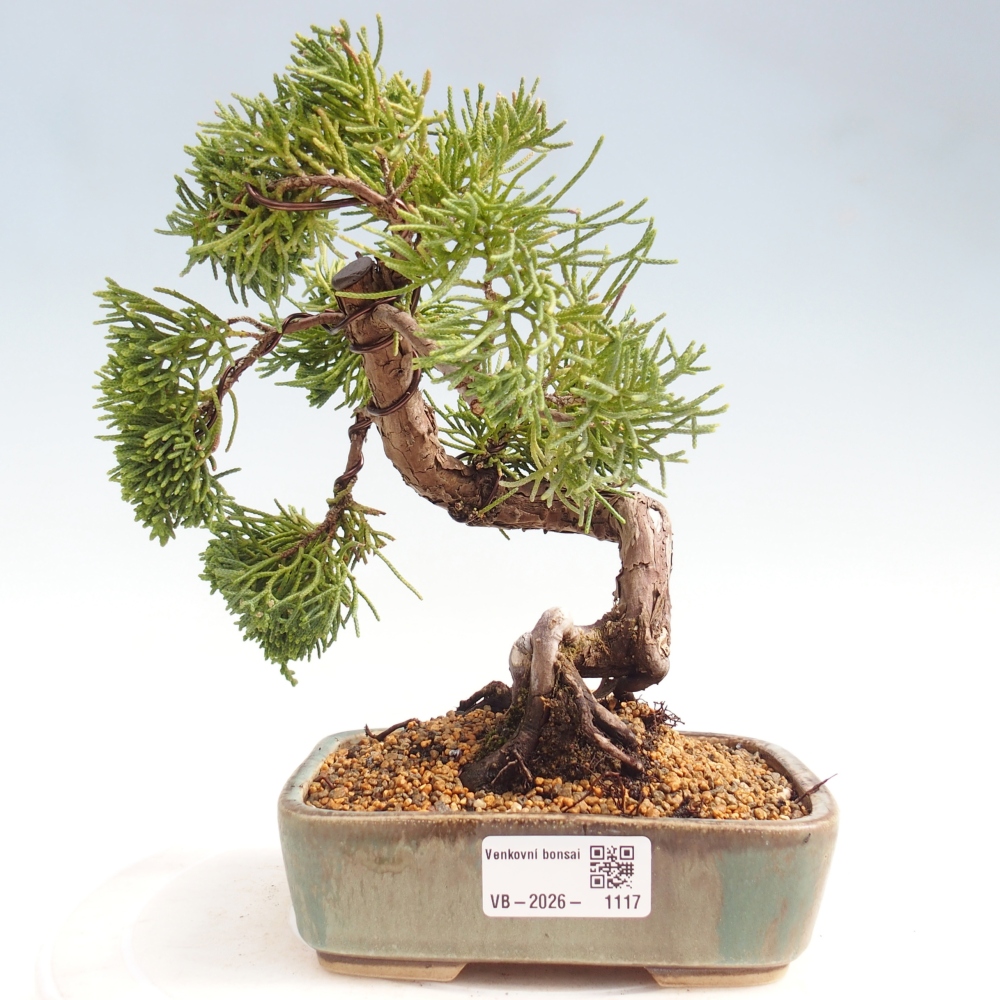 Bonsai voor buiten - Juniperus chinensis Kishu