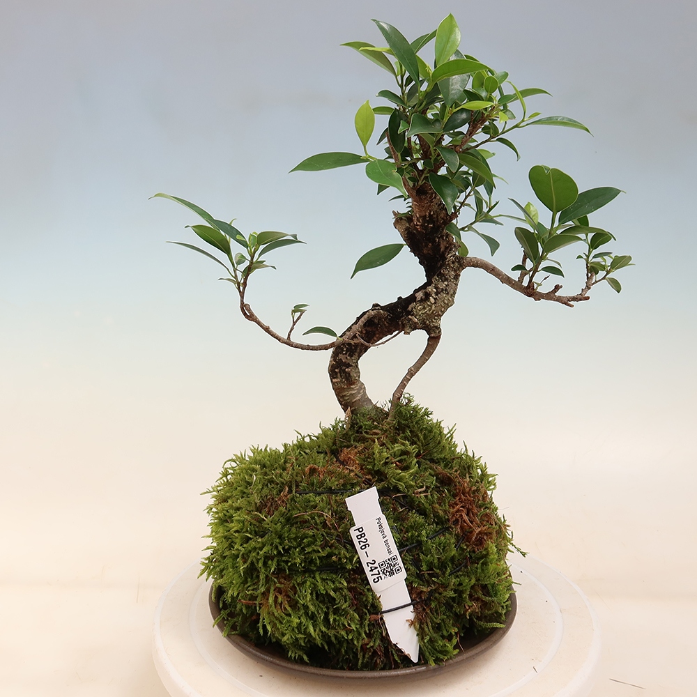 Kokedama met schaal - kleinbladige ficus - Ficus kimmen