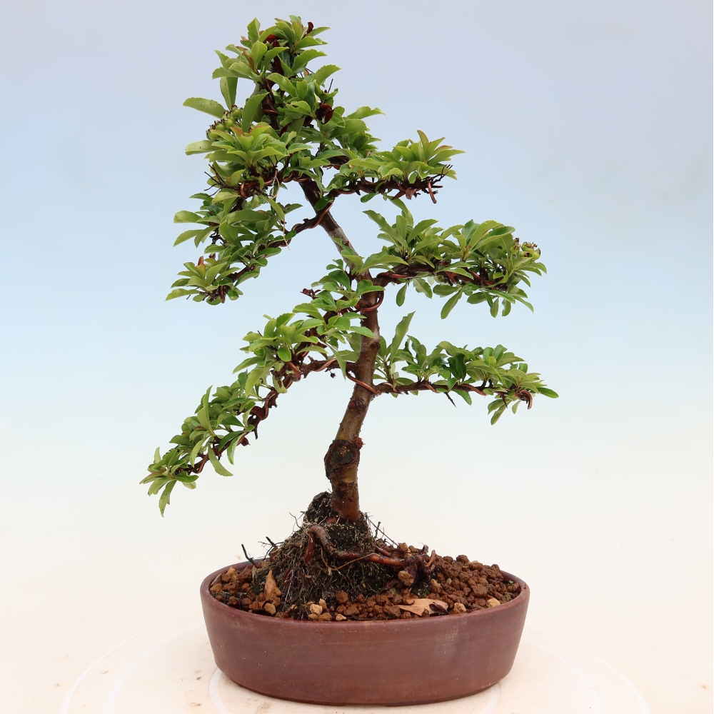 Buitenbonsai - Pyracantha teton - Vuurdoorn