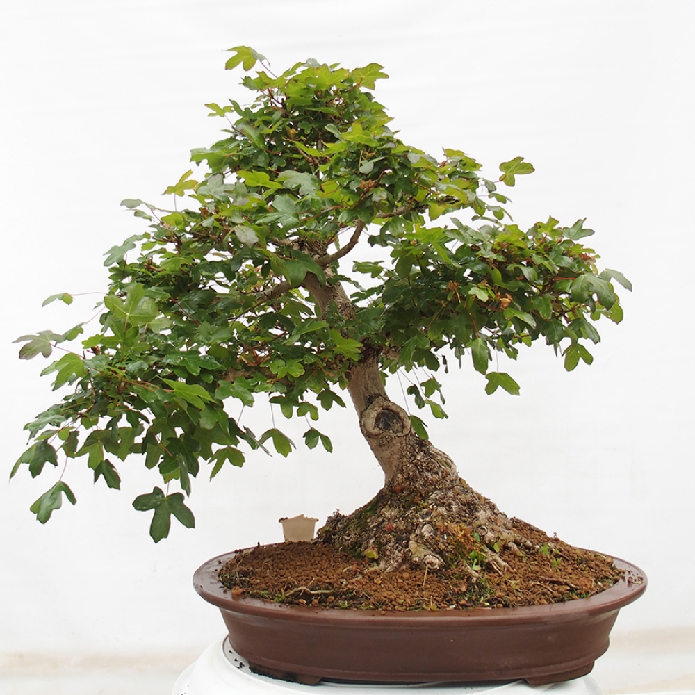 Bonsai voor buiten - Franse esdoorn - Acer Nonspessulanum