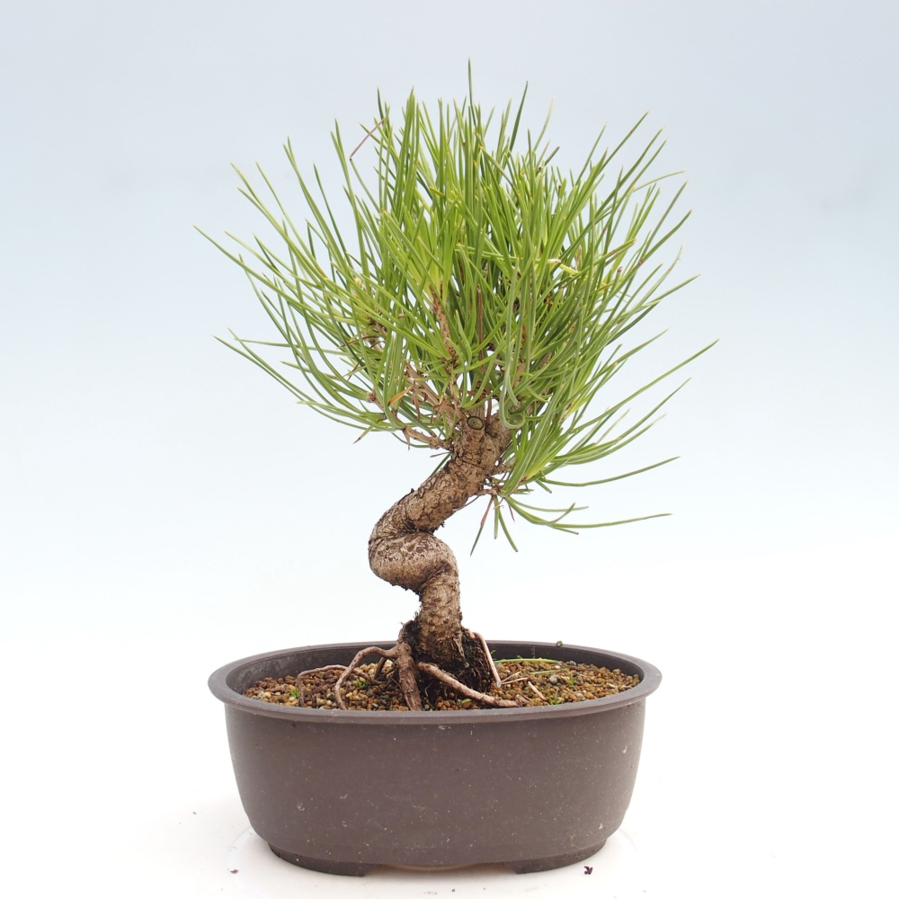 Bonsai voor buiten - Pinus thunbergii - Thunberg den
