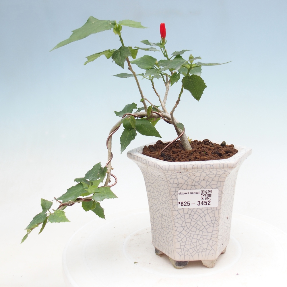 Bonsai voor binnen - Malvaviscus arboreus