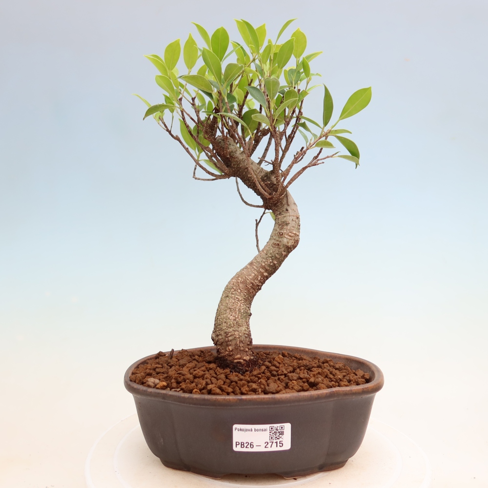 Kamerbonsai - Ficus kimmen - kleinbladige ficus