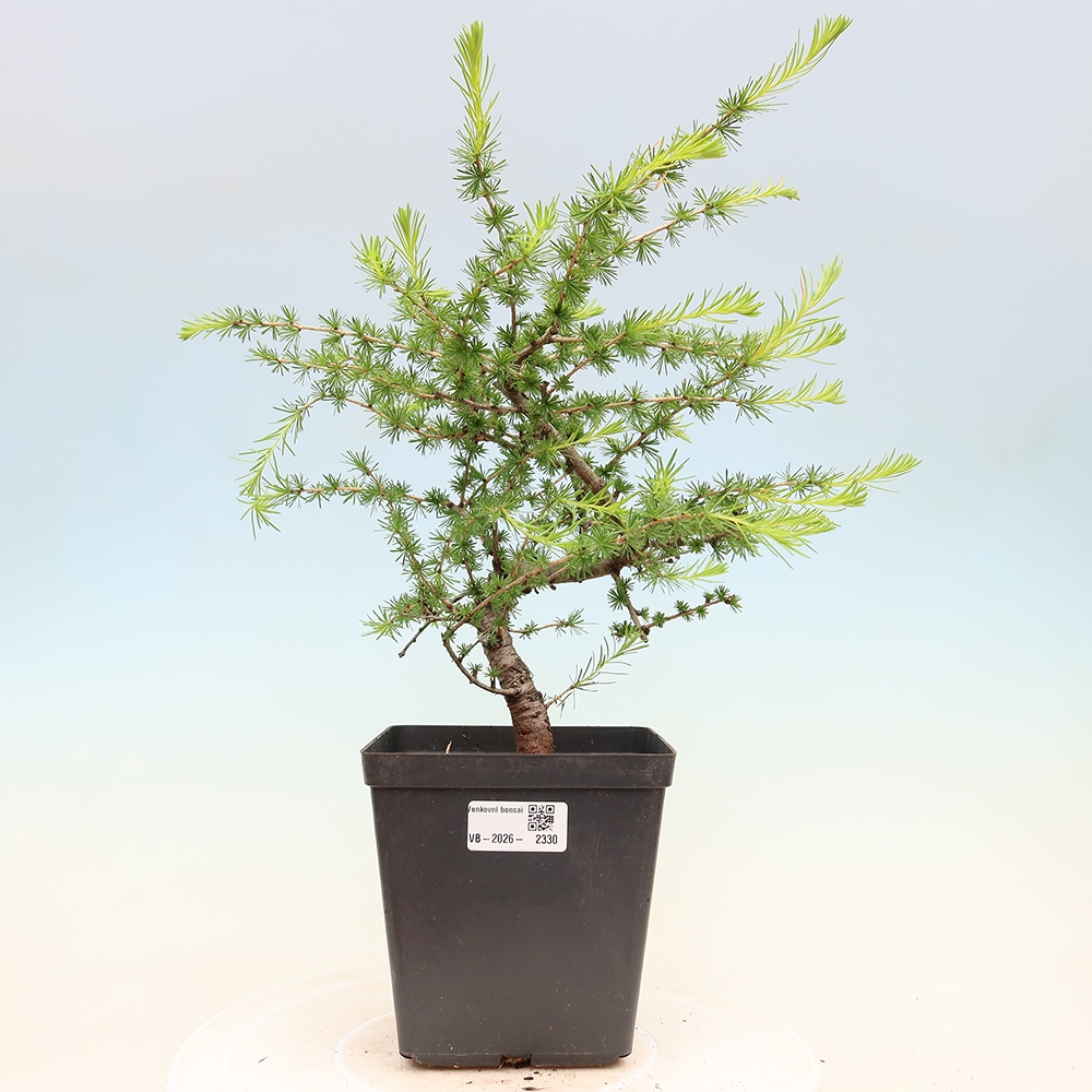 Bonsai voor buiten -Larix decidua - Lariks