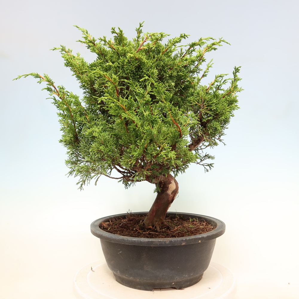 Bonsai voor buiten - Juniperus chinensis Itoigawa-Juniperus chinensis