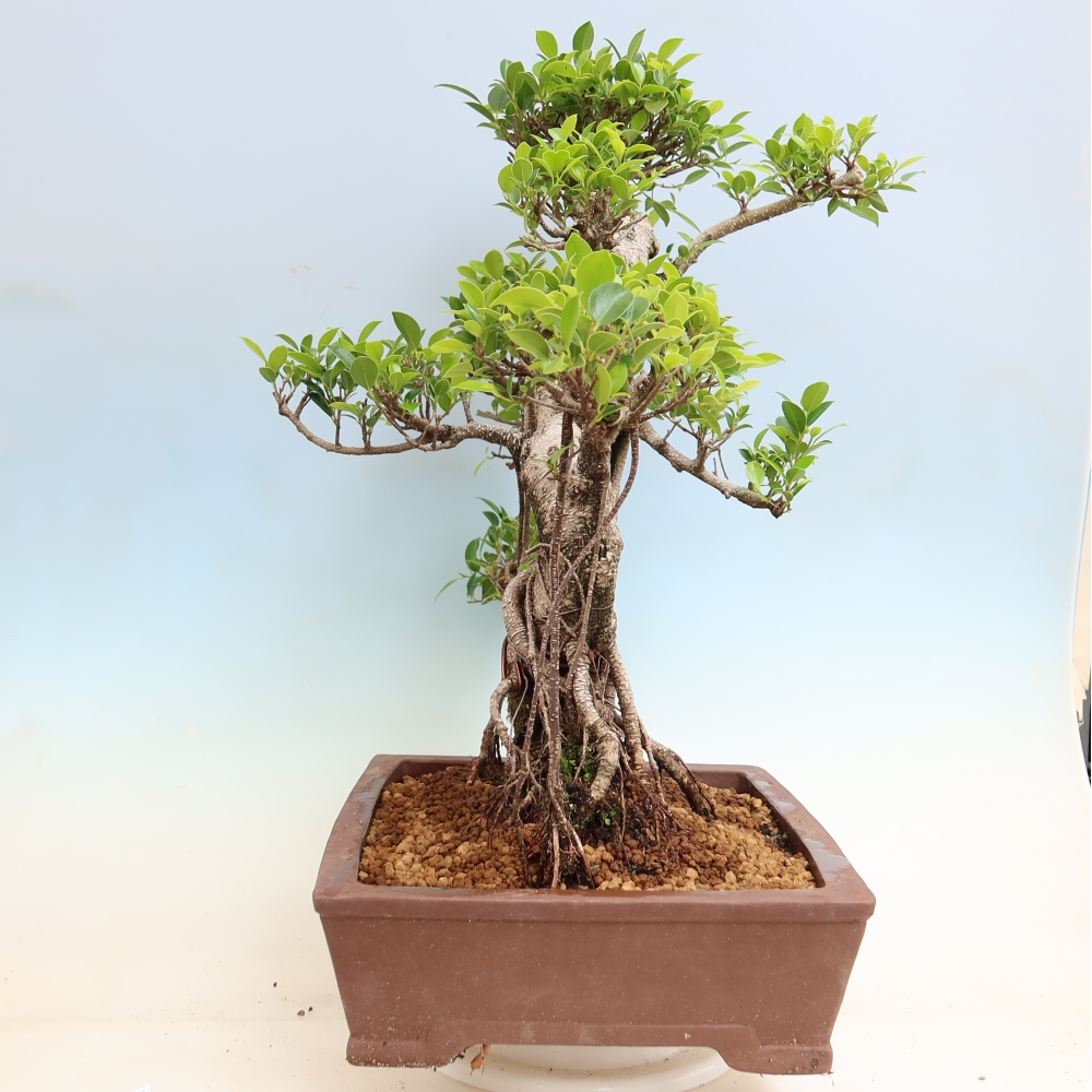 Kamerbonsai - Ficus kimmen - kleinbladige ficus