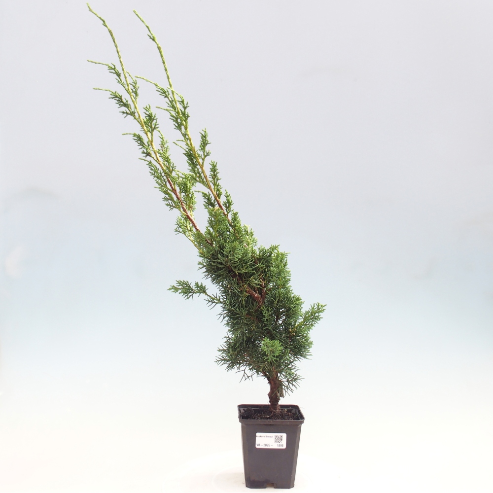 Bonsai voor buiten - Juniperus chinensis Kishu