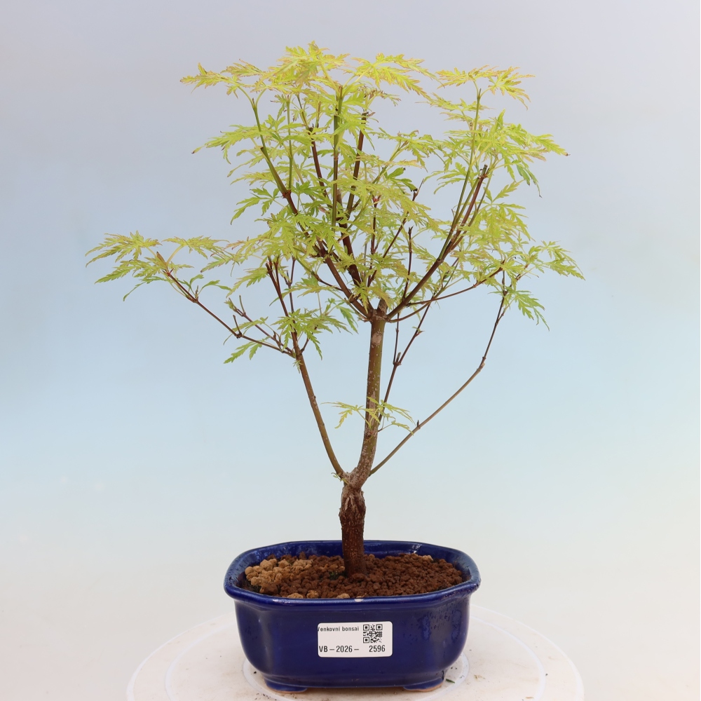 Bonsai voor buiten - Acer palmatum Dissectum