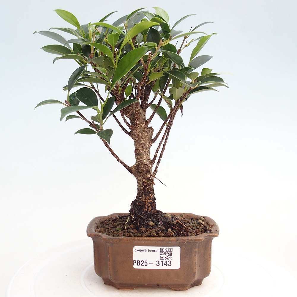 Kamer bonsai Ficus retusa kimmen