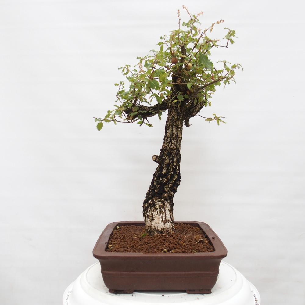 Yamadori - Quercus Ilex -Oakhulst