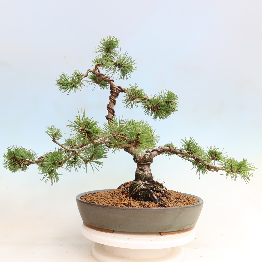 Bonsai voor buiten - Pinus mugo Humpy  - Bergden