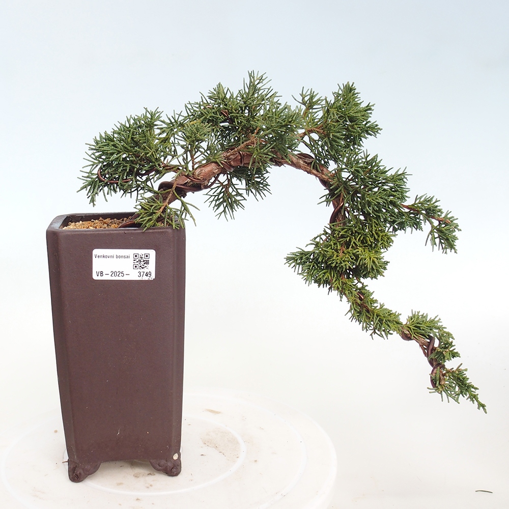 Bonsai voor buiten - Juniperus chinensis Kishu