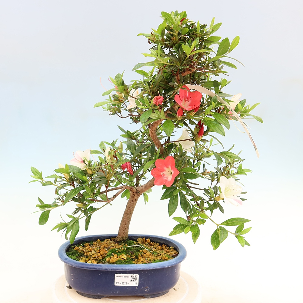 Bonsai voor buiten - Japanse Azalea - Azalea Senhime