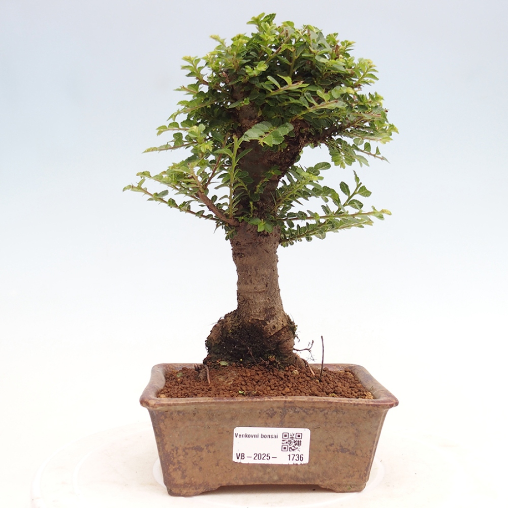 Bonsai voor buiten - Ulmus parvifolia Hokkaido - Chinese iep