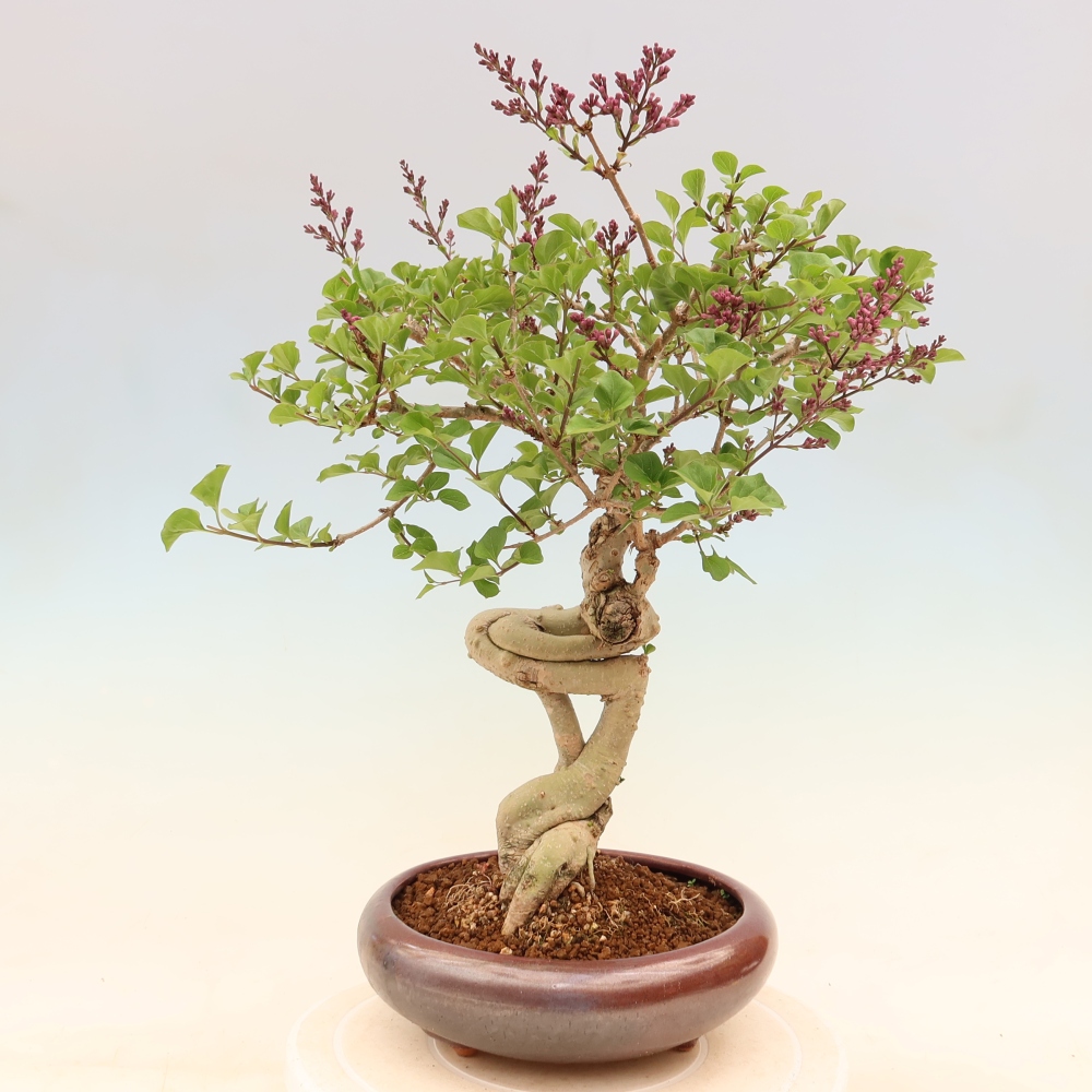 Bonsai voor buiten - Syringa microphylla - kleinbloemige sering