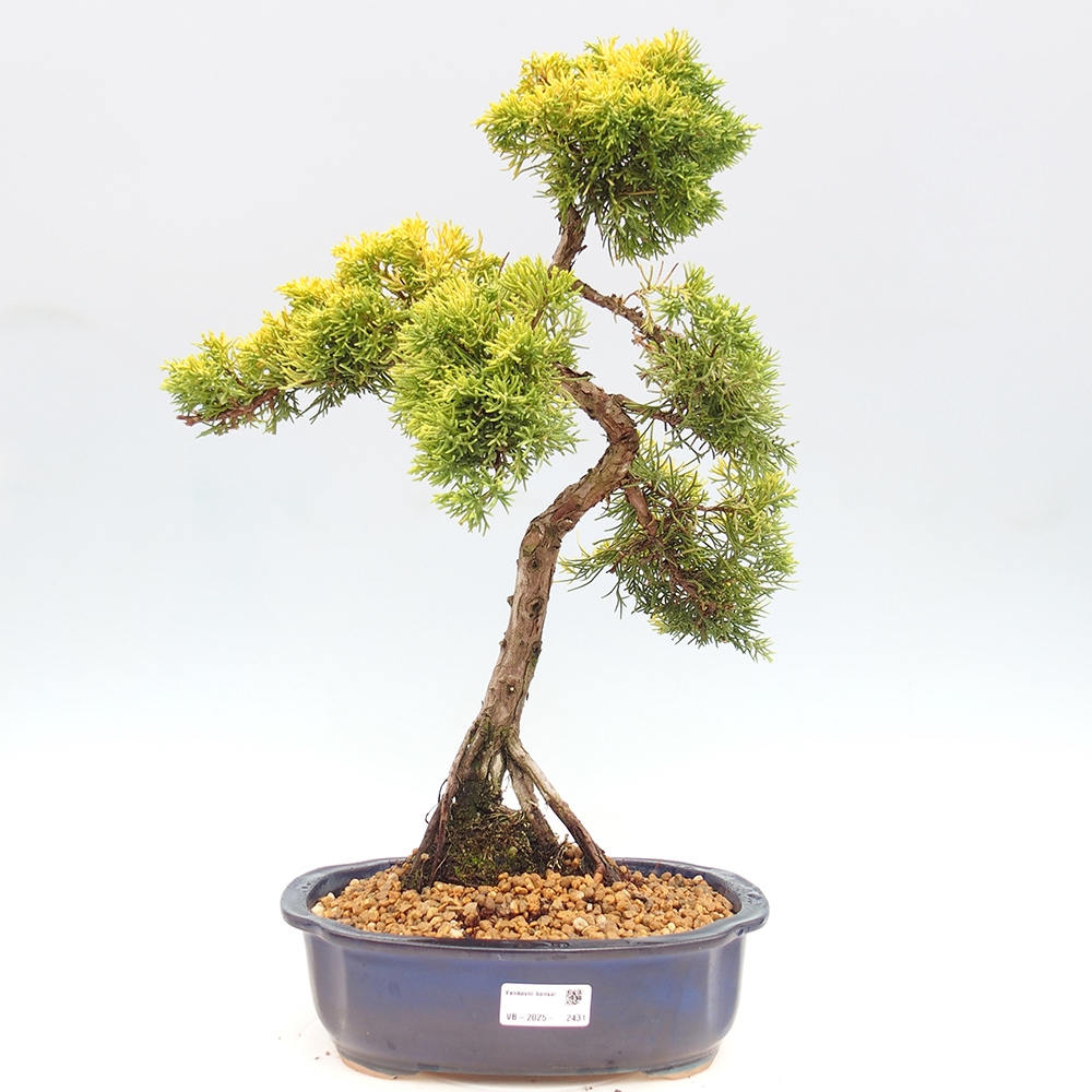 Bonsai voor buiten - Juniperus chinensis plumosa aurea