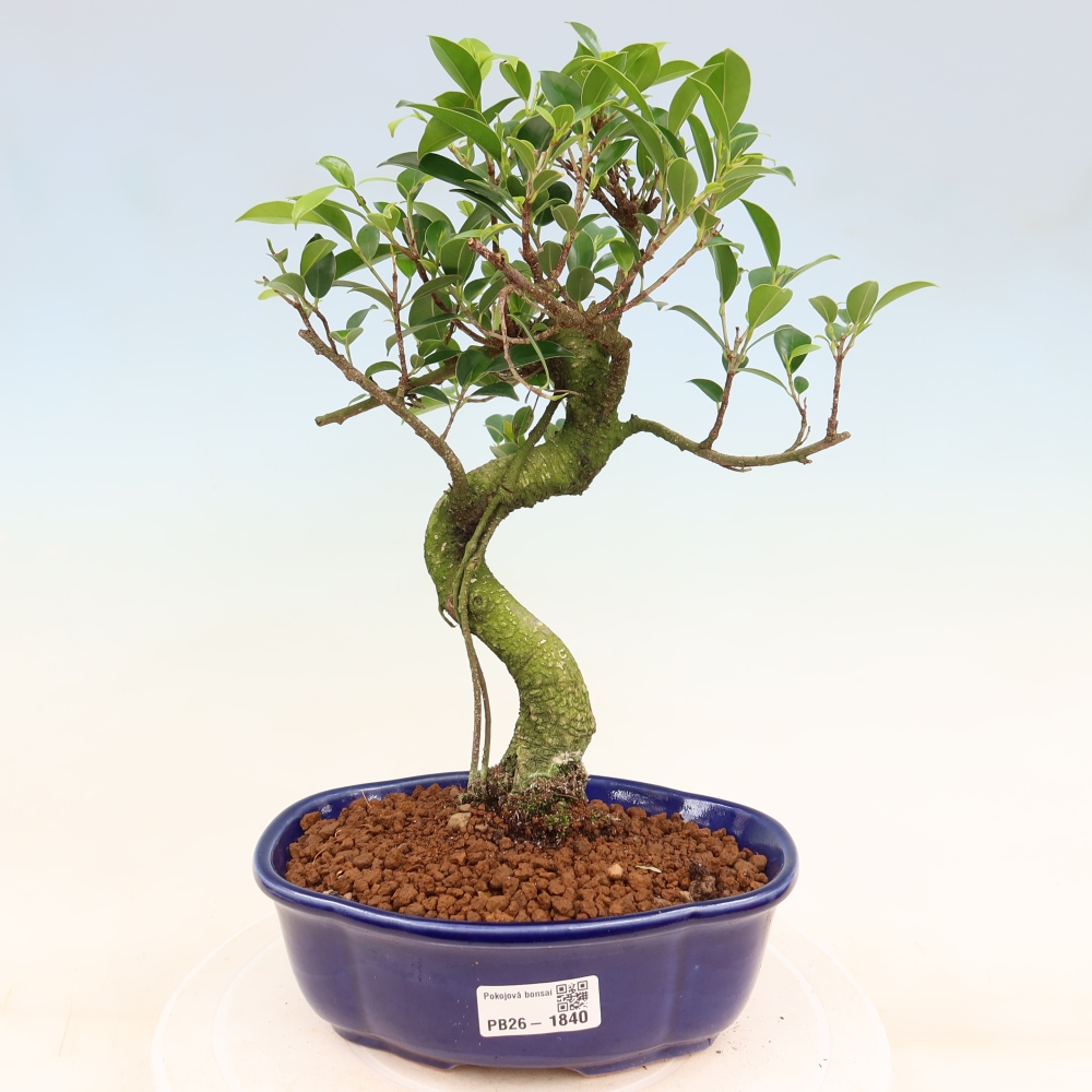 Kamerbonsai - Ficus retusa - kleinbladige ficus