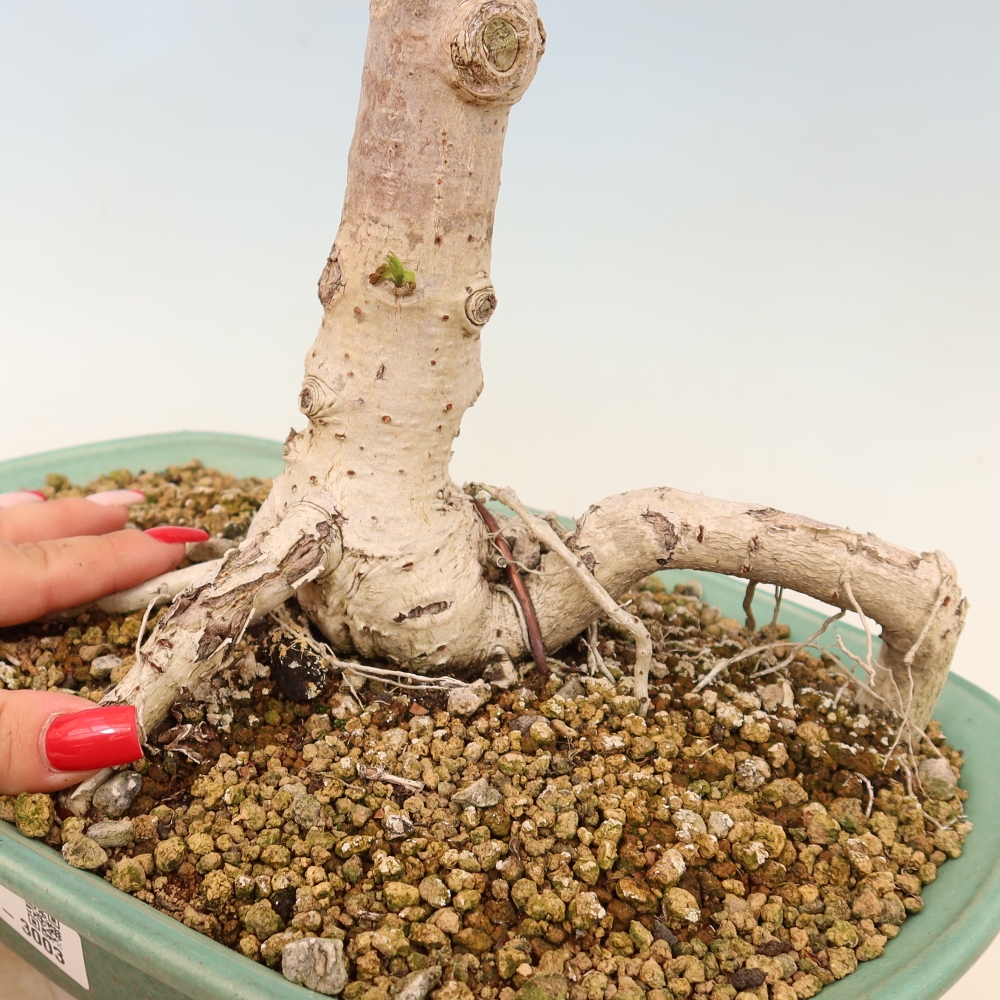 Bonsai voor binnen - Hibiscus tiliaceus - Zee Hibiscus