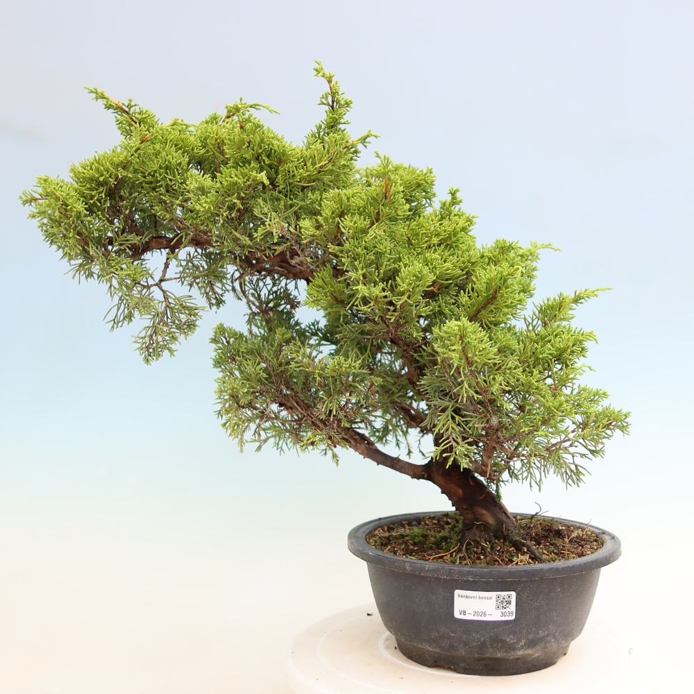 Bonsai voor buiten - Juniperus chinensis Itoigawa-Juniperus chinensis