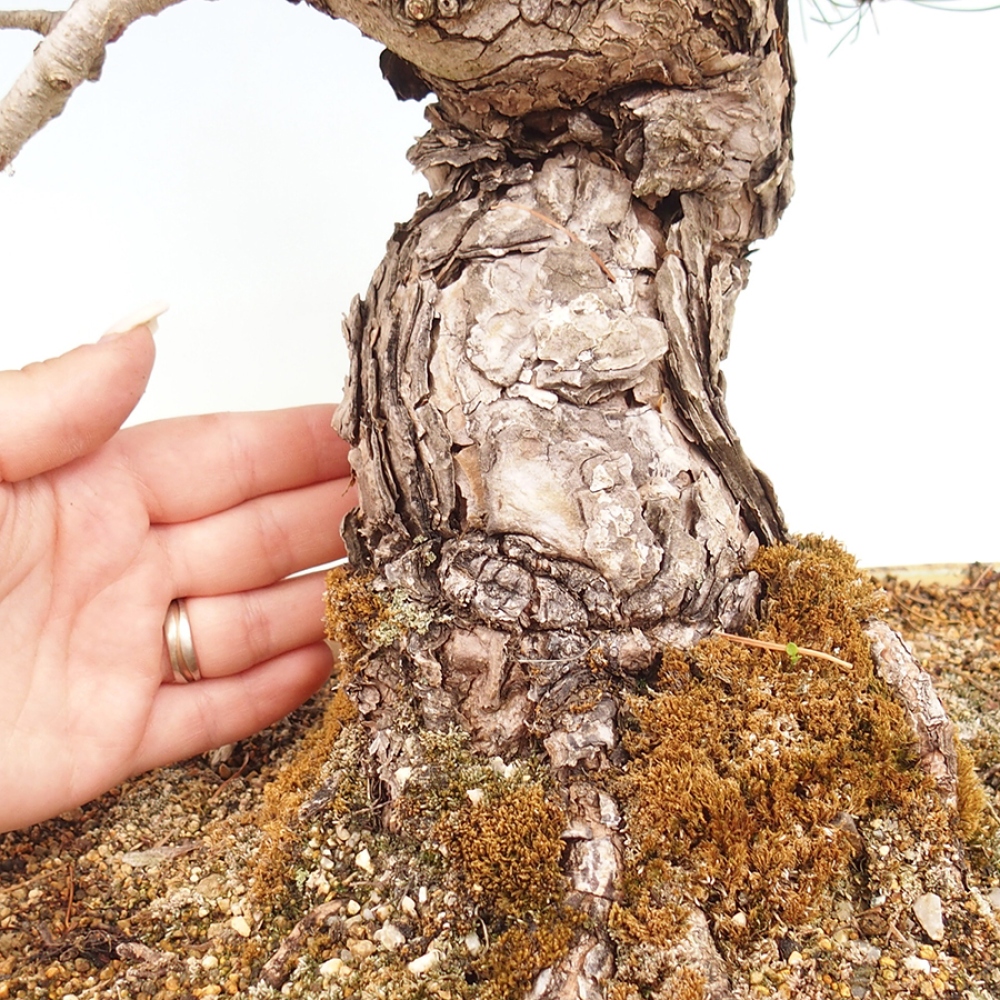 Bonsai voor buiten - Pinus parviflora - Pinus parviflora