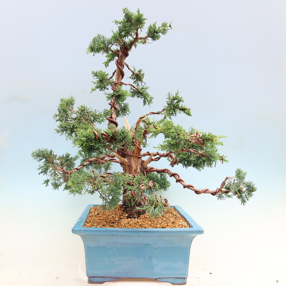Bonsai voor buiten - Juniperus chinensis Kishu