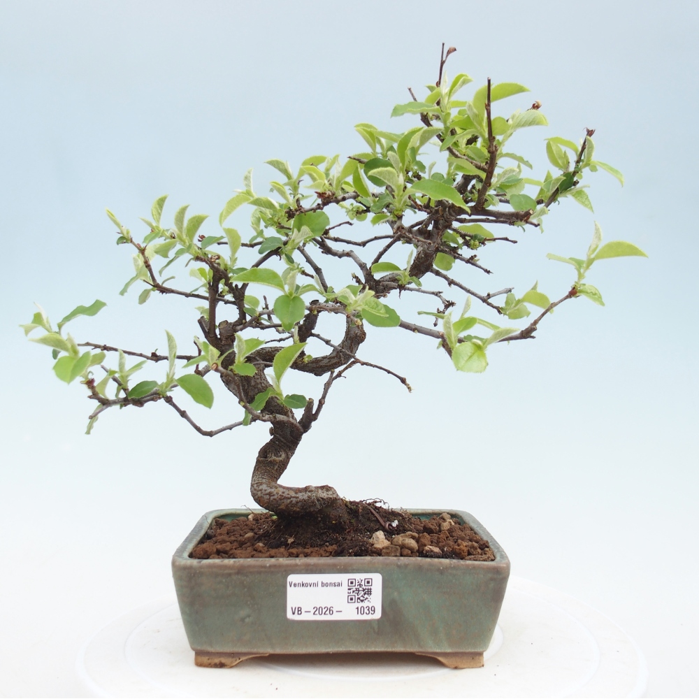 Bonsai voor buiten - Chaneomeles chinensis