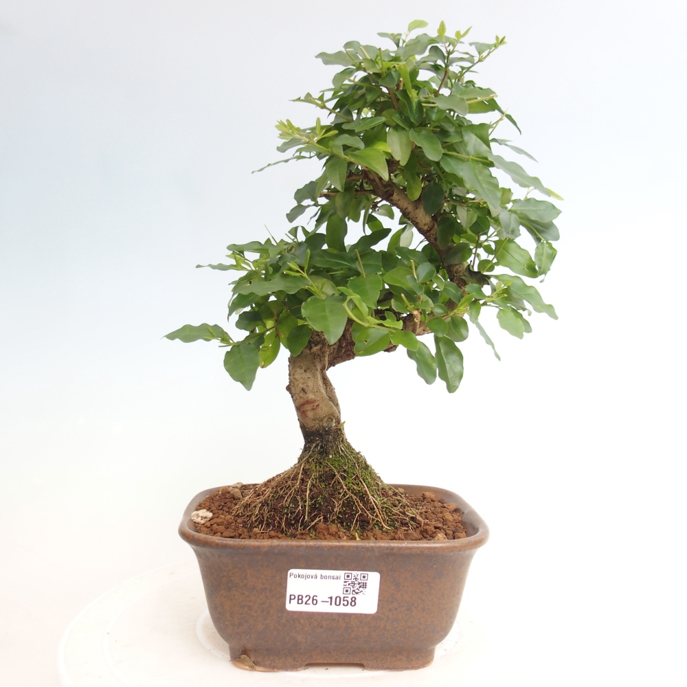 Kamerbonsai -Ligustrum chinensis - Vogelsnavel