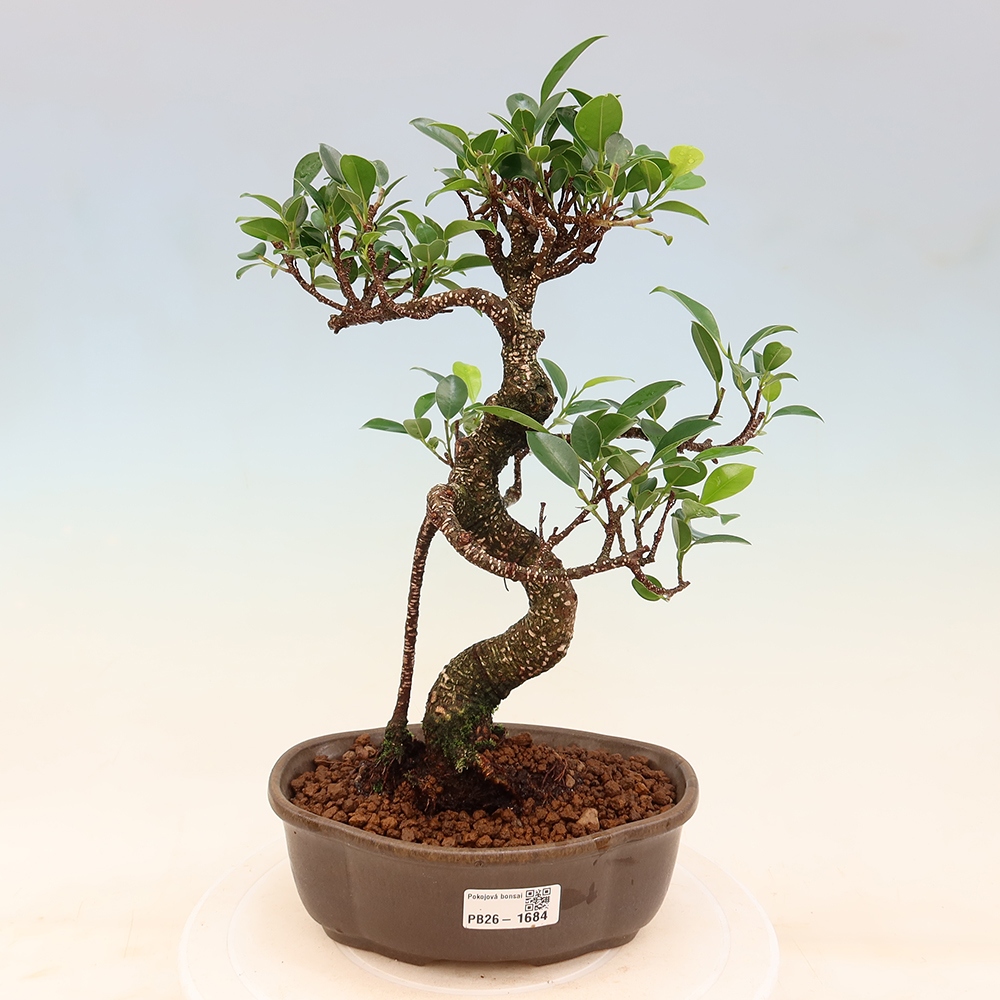 Kamerbonsai - Ficus retusa - kleinbladige ficus