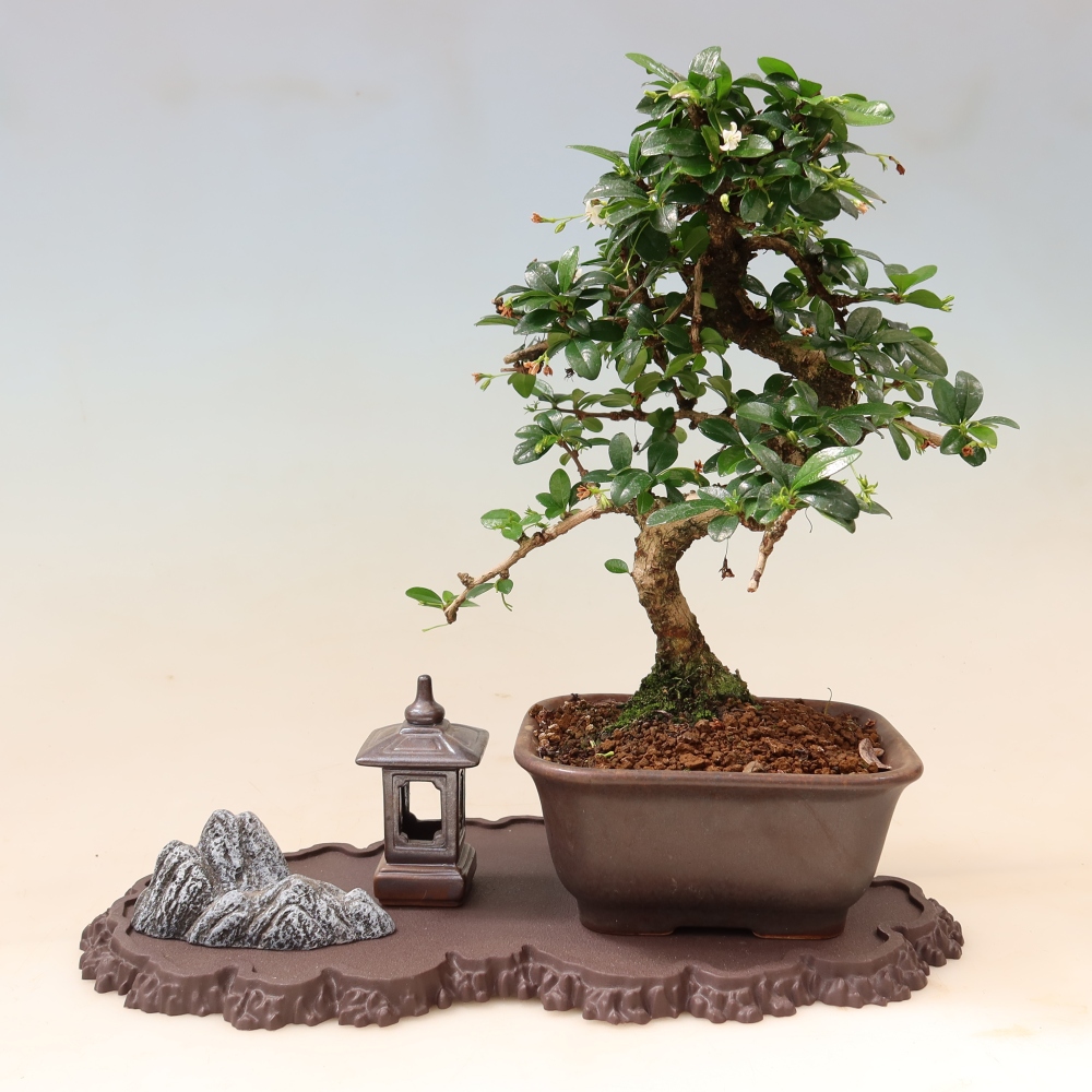 Kunststof voetstuk voor bonsai, 33 x 19 x 1,5 cm, kleur: bruin