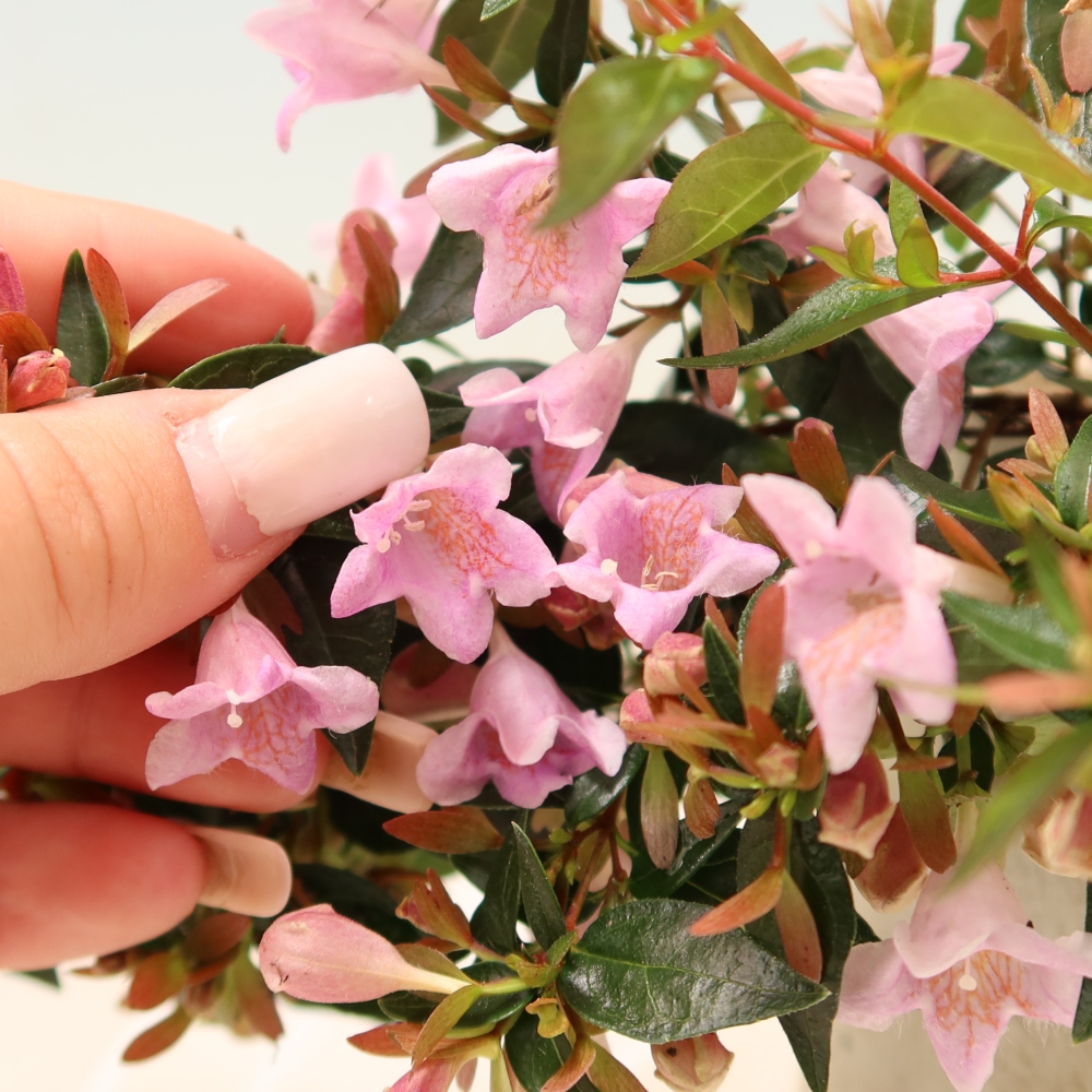 Buitenbonsai - Abelia Edward Goucher - Grootbloemige abelia