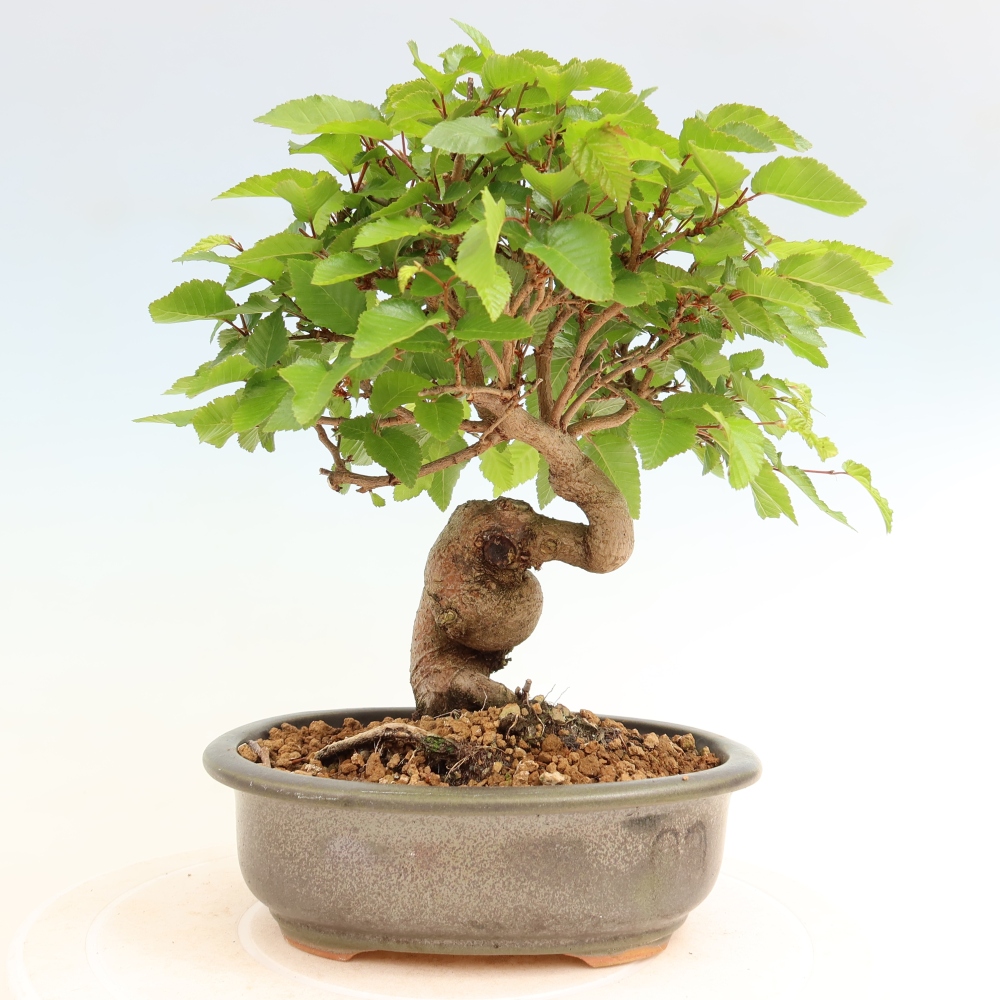 Bonsai voor buiten -Carpinus Coreana - Koreaanse haagbeuk